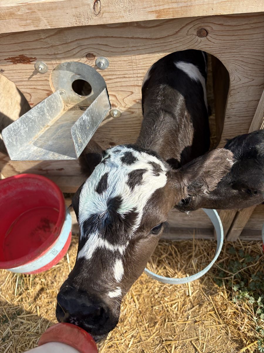 Bottle calves