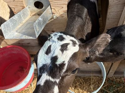 Bottle calves