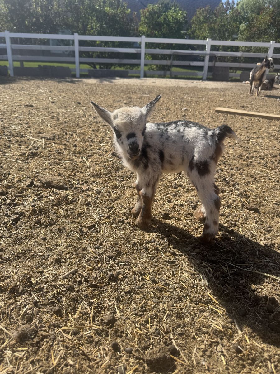 Nigerian Dwarf baby goat