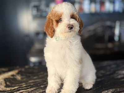 Stunning Mini Goldendoodle Boys Includes Everythin
