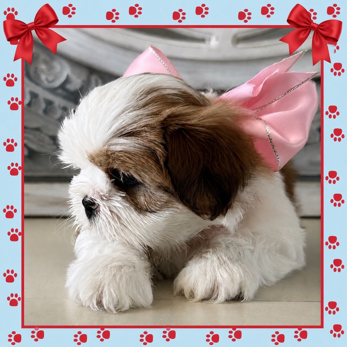 LAST OF THE LITTER-BEAUTIFUL FEMALE TEDDY BEAR SHIH TZU PUPPY READY FOR HER FOREVER HOME!