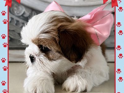 LAST OF THE LITTER-BEAUTIFUL FEMALE TEDDY BEAR SHIH TZU PUPPY READY FOR HER FOREVER HOME!