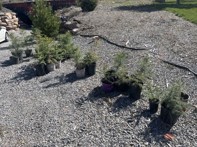 Pine Trees