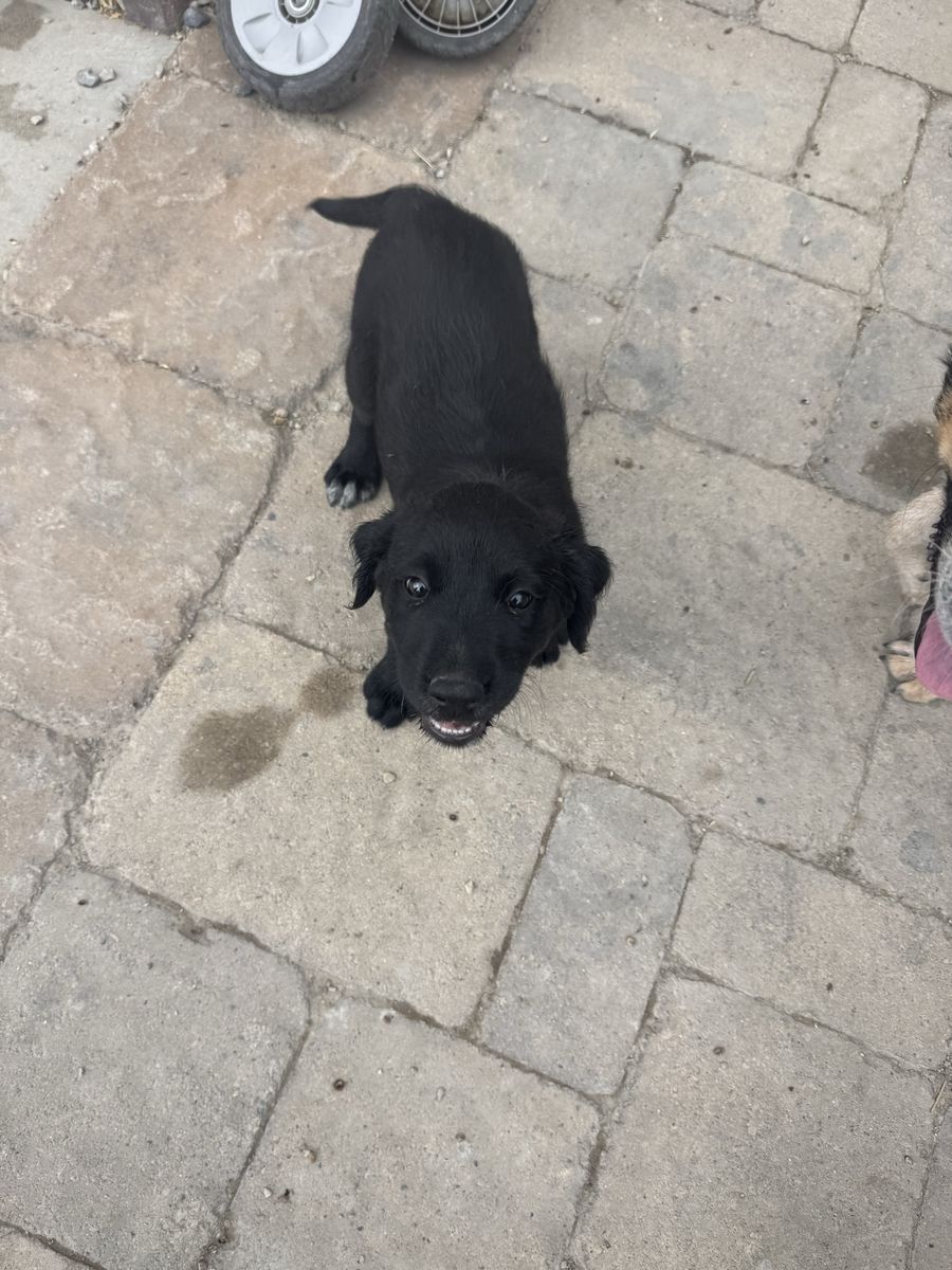 Puppies For Sale 