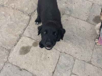 Puppies For Sale