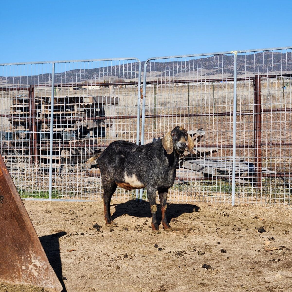 Pure bred Nubian billy goat