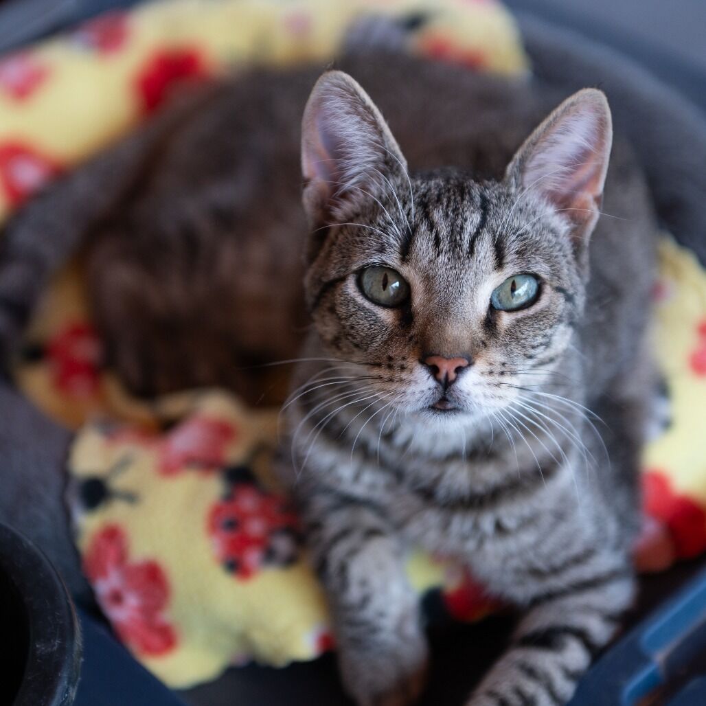 Hello my name is Tisha