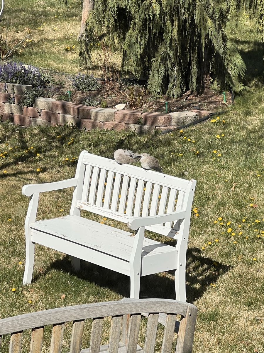 NEEDS TLC: White, wooden bench with storage seat.