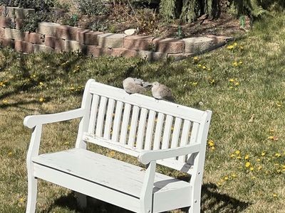 NEEDS TLC: White, wooden bench with storage seat.