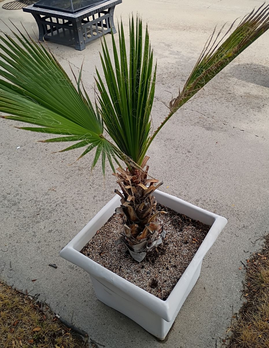 Palm tree about 3 feet