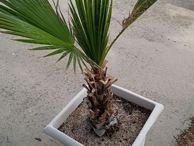 Palm tree about 3 feet