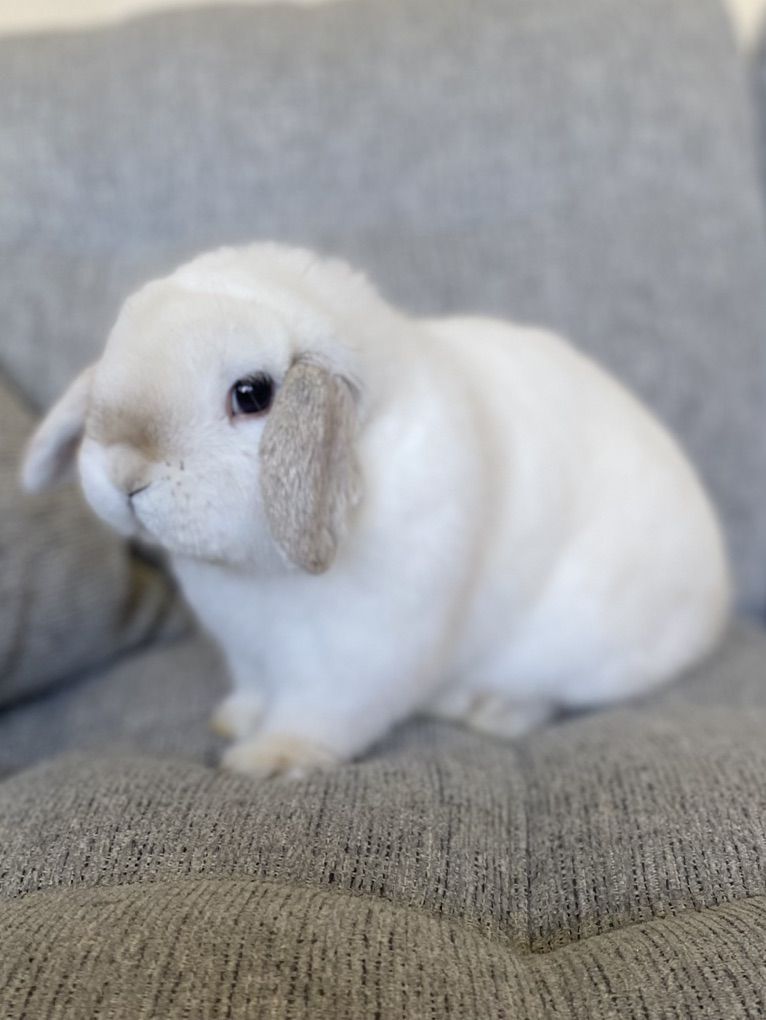 Super Cute Holland Lop Buck