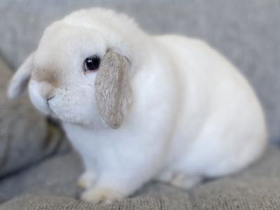 Super Cute Holland Lop Buck
