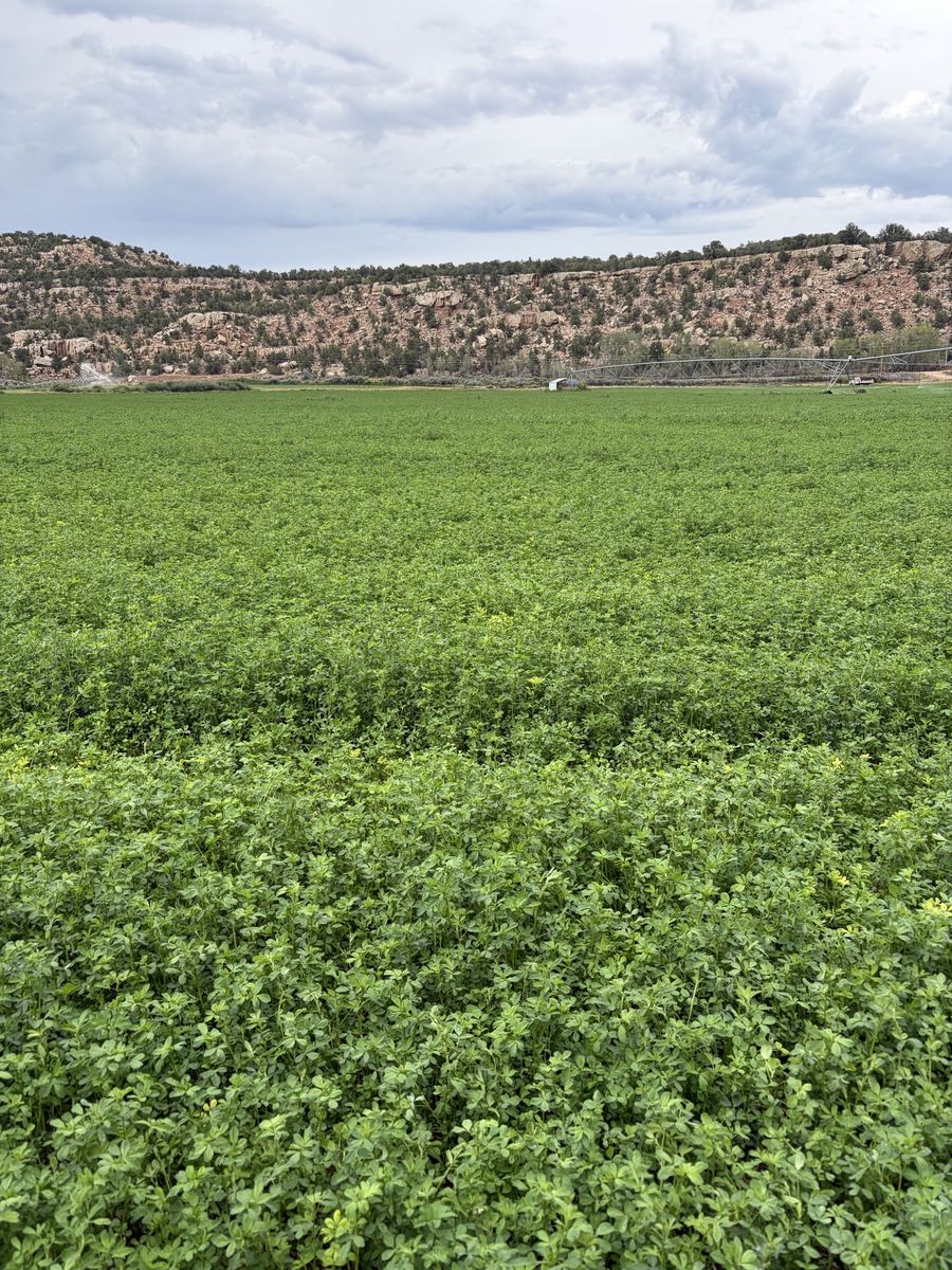 3rd crop alfalfa hay