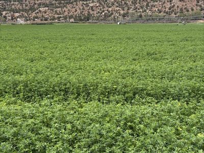 3rd crop alfalfa hay
