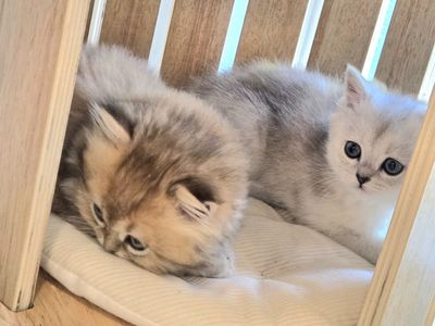 British shorthair - Jasmine
