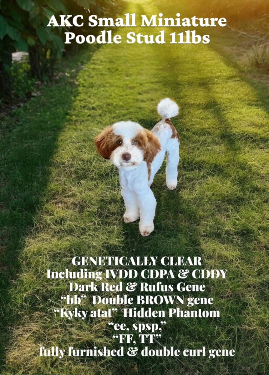 AKC 11lbs Genetically Clear Poodle STUD