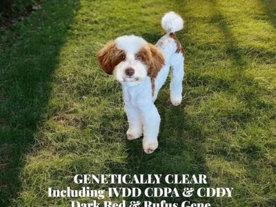 AKC 11lbs Genetically Clear Poodle STUD