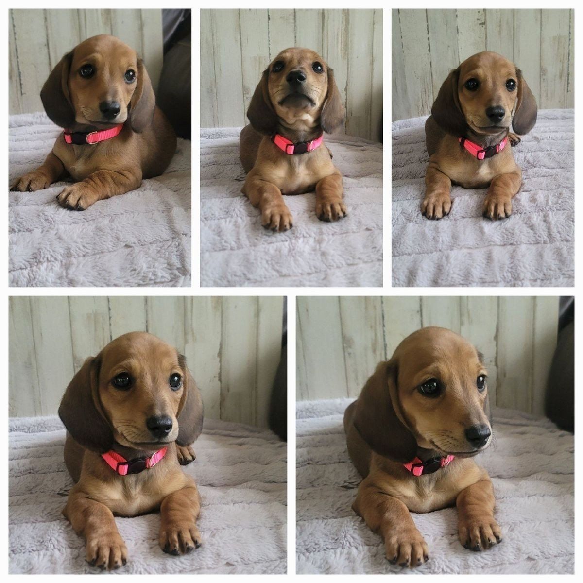 Sweet Female Dachshund / Doxie puppy