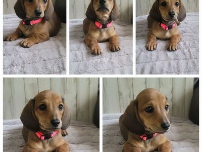 Sweet Female Dachshund / Doxie puppy