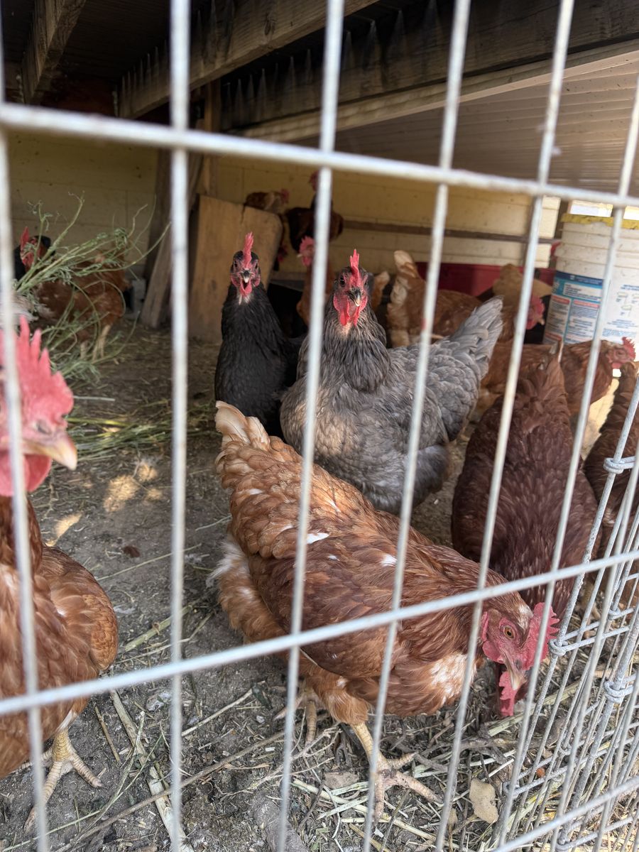 Laying Hens