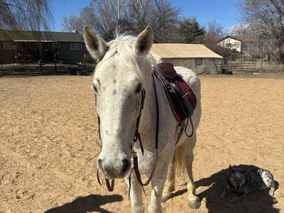 15 Year Old Grade Gelding