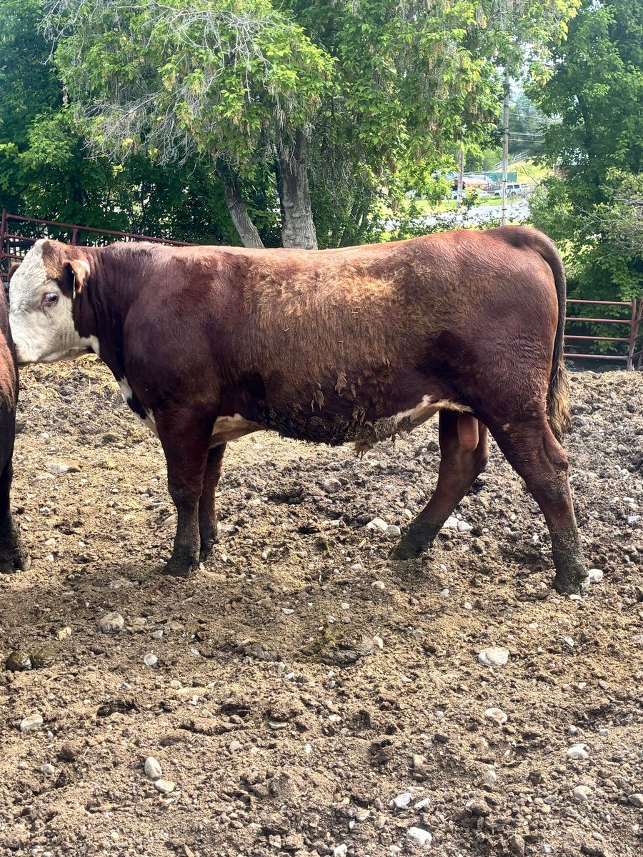 AI SIRED YEARLING POLLED HEREFORD BULL ID 213