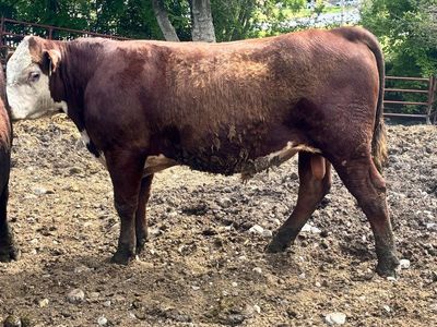 AI SIRED YEARLING POLLED HEREFORD BULL ID 213