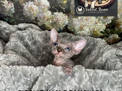 ONLY 1 LEFT!! Sphynx Bambino Kitten