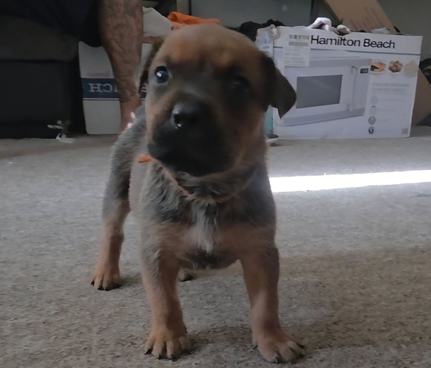 ******PRE-SALE******Adorable Rottweiler/Cane Corso puppies
