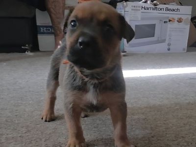 ******PRE-SALE******Adorable Rottweiler/Cane Corso puppies