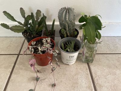 Assorted Live Plants