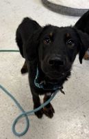 A163833 Prince Charming, Available for Adoption