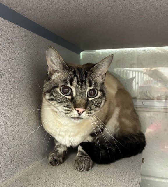 A164781 Jenkins is Available for Adoption!