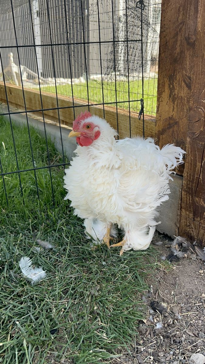 Handsome White Frizzle Roosters