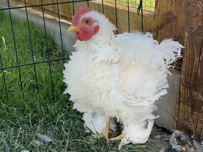 Handsome White Frizzle Roosters