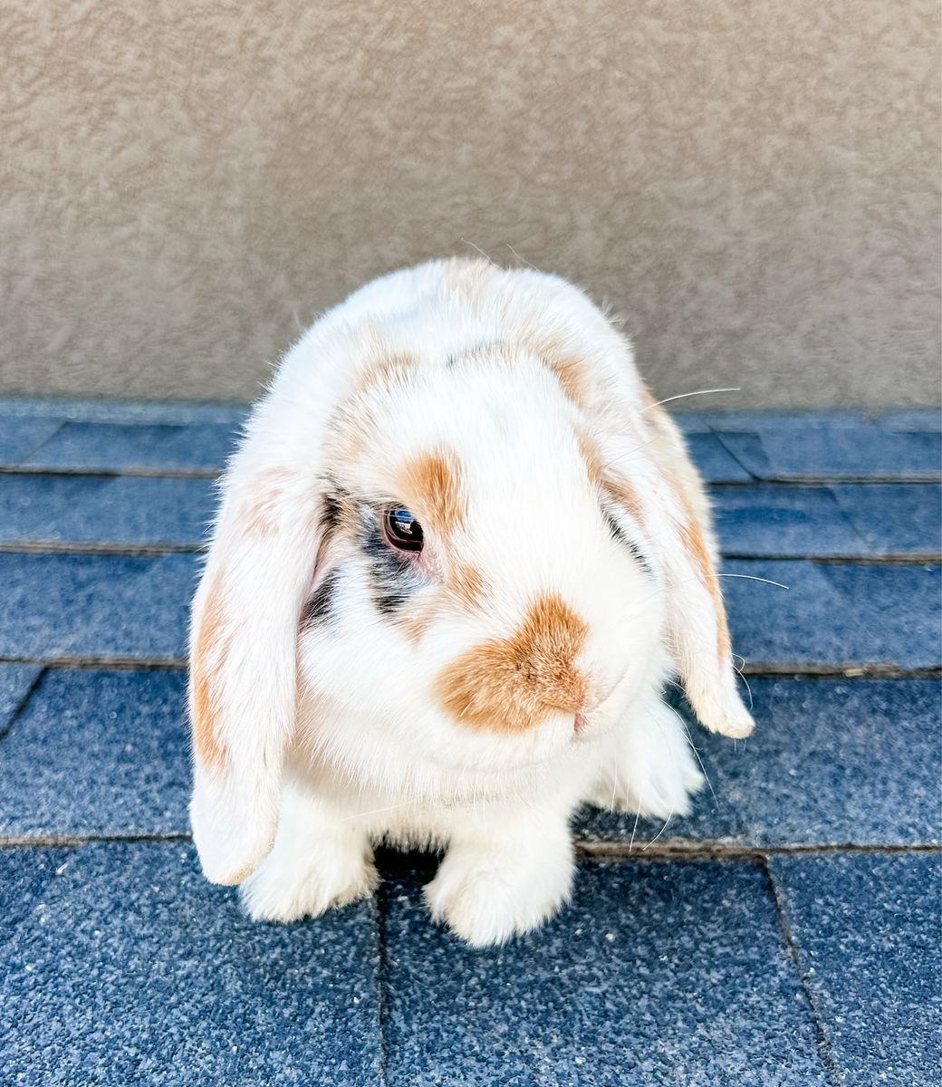 Holland Lop Bunny - broken harlequin doe