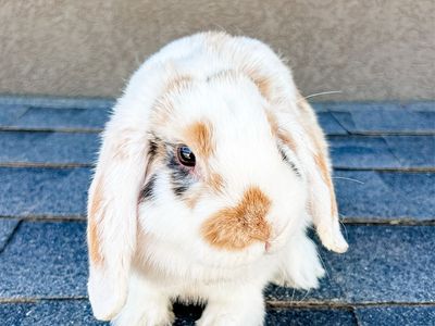 Holland Lop Bunny - broken harlequin doe
