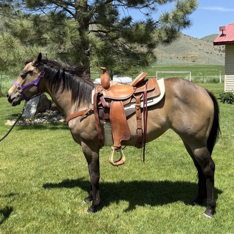 4 year old Buckskin mare