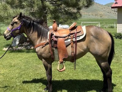 4 year old Buckskin mare