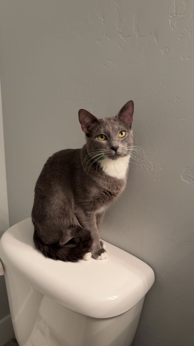 9 month old female cat