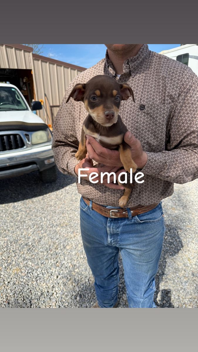 Rat Terrier Puppies Registered