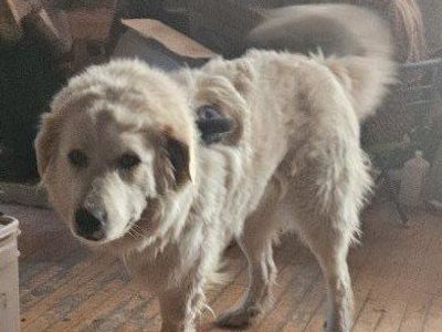 Tripod Great Pyrenees female dog