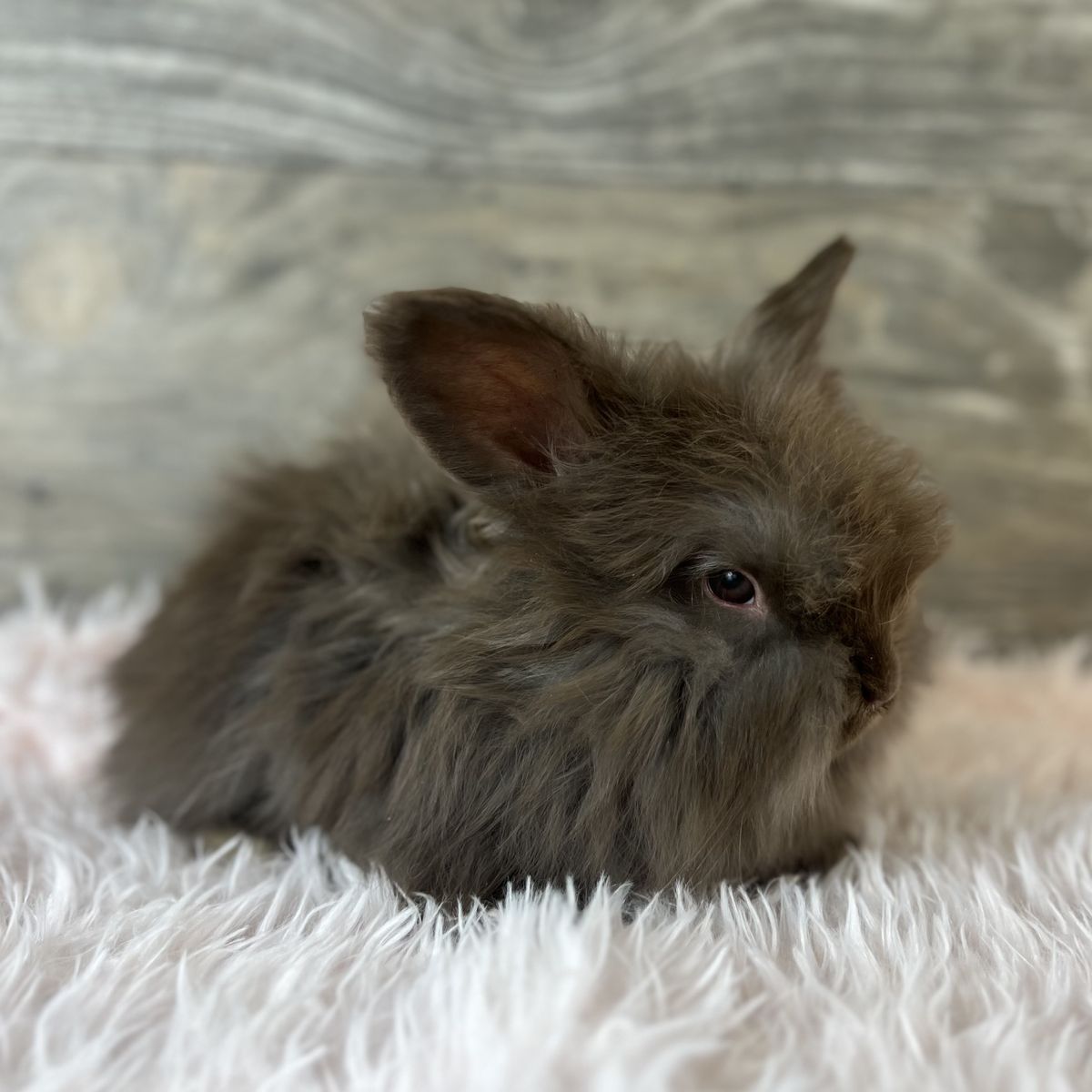Sweet & docile Pedigreed English Angora buck