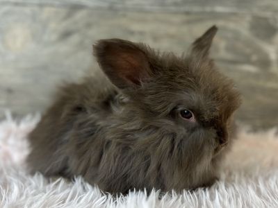Sweet & docile Pedigreed English Angora buck