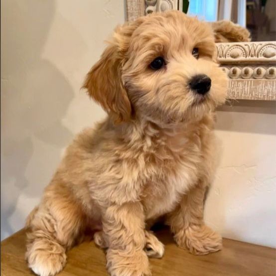 Small  Bishpoo toypoodle bichon Puppys Only 1 left! Hypoallergenic non-shedding.
