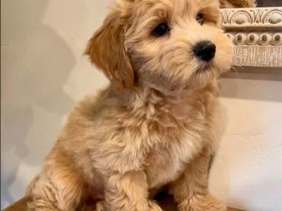Small Bishpoo toypoodle bichon Puppys Only 1 left! Hypoallergenic non-shedding.