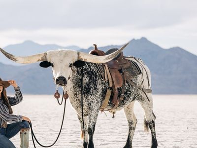 Longhorn