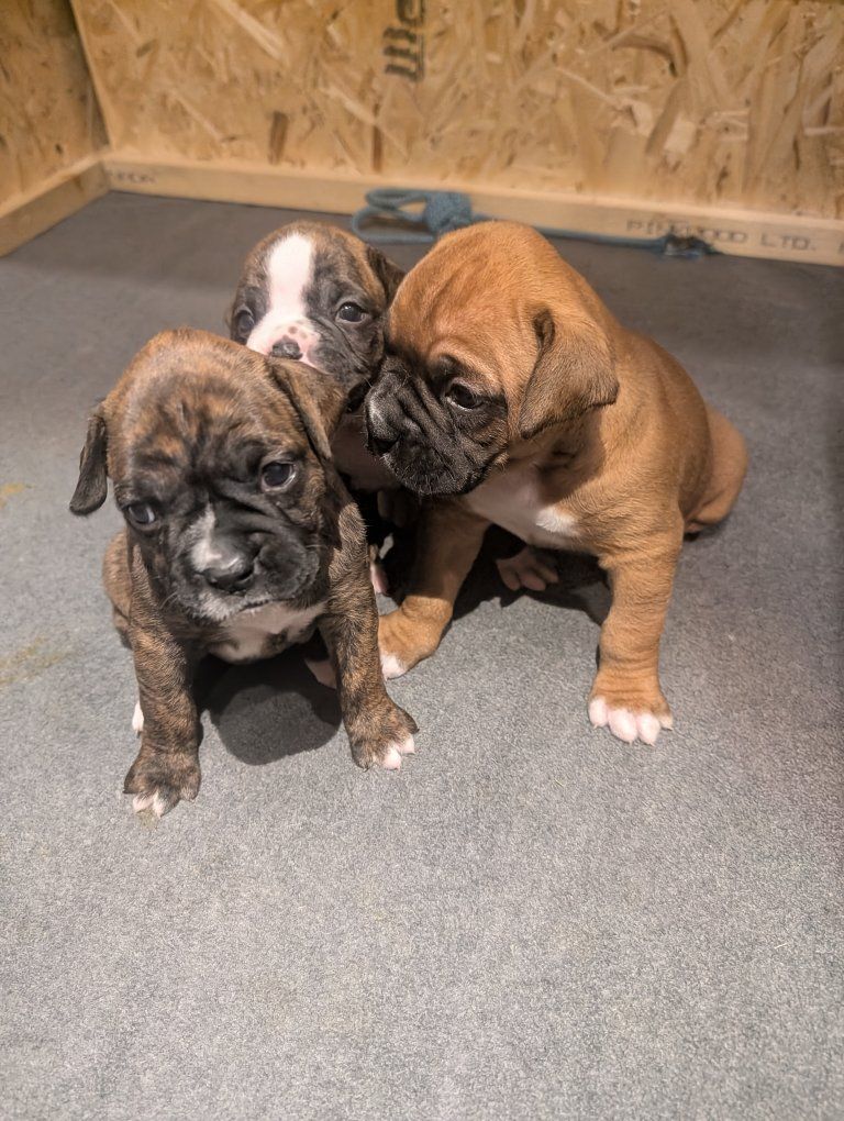 boxer puppies