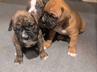 boxer puppies